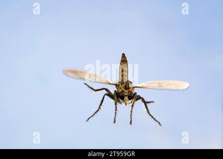 Dune Robber Fly (Philonicus albiceps), femmina in volo, Germania Foto Stock