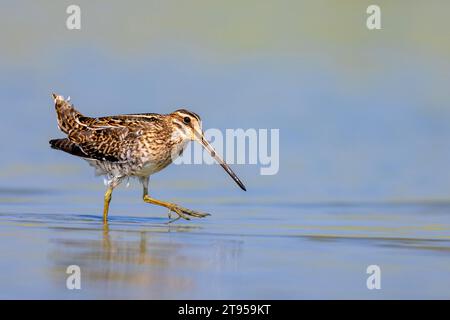 Becco comune (Gallinago gallinago), camminando in acque poco profonde e cercando cibo, vista laterale, Paesi Bassi, Frisia Foto Stock