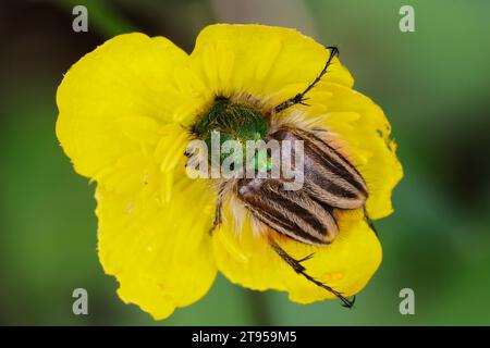 Scarabeo di api (Eulasia pareyssei, Eulasia laserri, Eulasia lasserrei), seduto su una fioritura gialla, vista dorsale, Albania Foto Stock