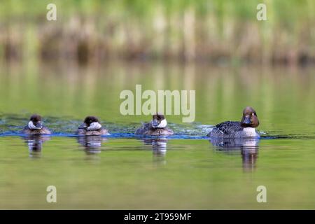 Occhio d'oro comune, anatroccolo d'occhio d'oro (Bucephala clangula), femmina su un lago con due pulcini, Svezia, Vaesternorrlands laen Foto Stock