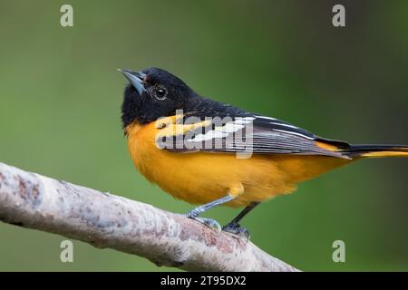 Primo piano male Baltimore Oriole (Icterus galbula) arroccato sul ramo di betulla nella Chippewa National Forest, Minnesota settentrionale USA Foto Stock