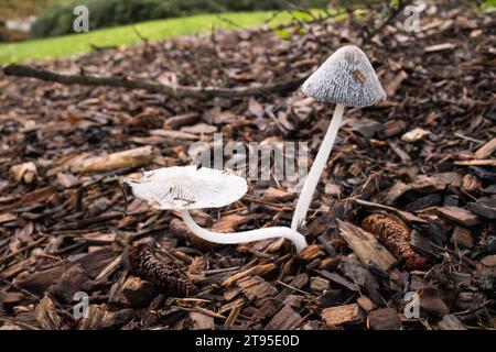 Concetti di funghi del nord-ovest del pacifico selvaggio. Foto Stock