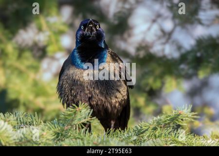 Grackle maschile (Quiscalus quiscula) che si arrocca nei boughs di abete bianco, sfondo sfocato nella Chippewa National Forest, Minnesota settentrionale, USA Foto Stock