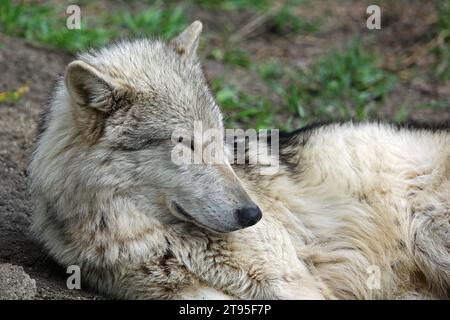 Sleeping Wolfdog, Canada Foto Stock