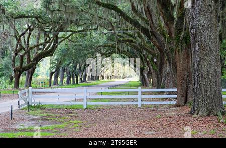 Recinzione bianca nel vicolo di quercia - Wormsloe - Savannah, Georgia Foto Stock