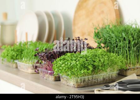 Diversi microgreen freschi e forbici sul ripiano della cucina Foto Stock