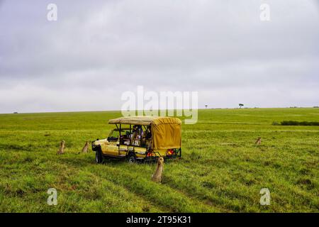 Maasai Mara, Kenya, 23-dicembre-2020 - i turisti in safari potranno incontrare da vicino i Cheetah nella riserva di caccia Maasai Mara in Kenya, Africa Foto Stock