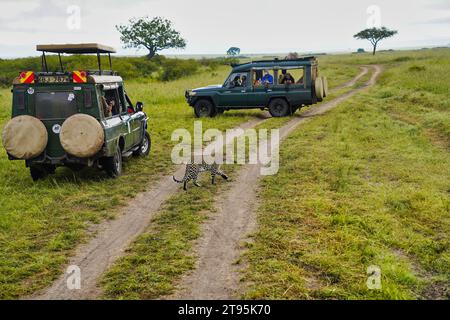 Maasai Mara, Kenya, 23-dicembre-2020 -i turisti si trovano faccia a faccia con un leopardo sui sentieri safari della riserva di caccia Maasai Mara, Kenya Foto Stock