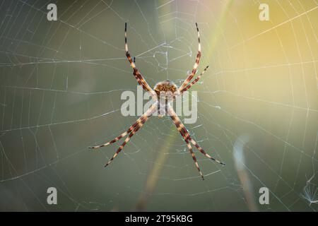 un ragno argiope che posa sulla sua ragnatela Foto Stock