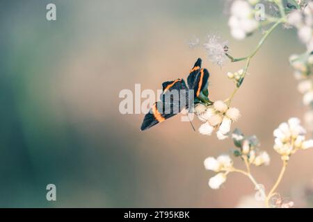 farfalla che posa su un fiore Foto Stock