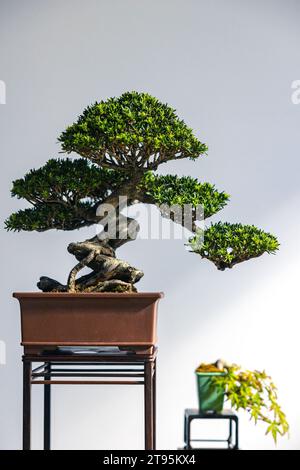 due alberi bonsai alti e bassi su sfondo bianco con spazio per la copia Foto Stock