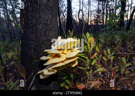 Fungo Bracket - pollo del bosco (Laetiporus sp.) - Vicino alla DuPont State Recreational Forest, vicino a Brevard, North Carolina, USA Foto Stock