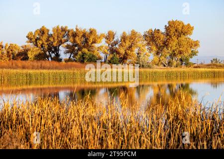 Riflessi cromatici autunnali nel lago Ladora - Rocky Mountain Arsenal National Wildlife Refuge, Commerce City, vicino a Denver, Colorado Foto Stock