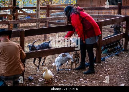 Una donna con un cappotto rosso in uno zoo di animali domestici, accarezzando le capre dei bambini Foto Stock