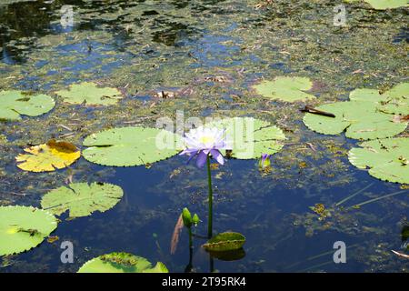 ninfea fiorita (nymphaeaceae) in stagno con foglie di ninfea Foto Stock