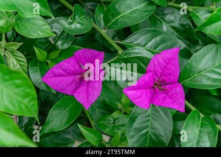 La prugna triangolare viola fiorisce in autunno Foto Stock