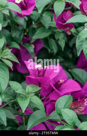 La prugna triangolare viola fiorisce in autunno Foto Stock