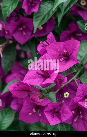 La prugna triangolare viola fiorisce in autunno Foto Stock