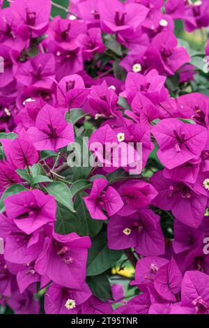 La prugna triangolare viola fiorisce in autunno Foto Stock