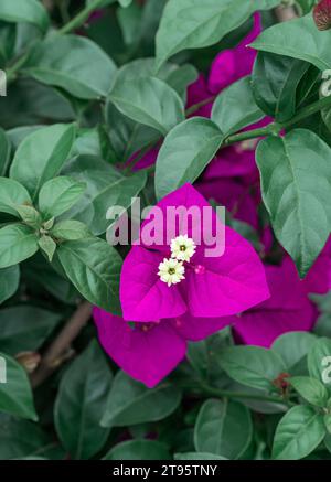 La prugna triangolare viola fiorisce in autunno Foto Stock