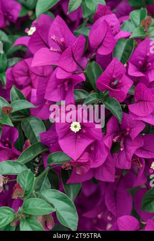 La prugna triangolare viola fiorisce in autunno Foto Stock