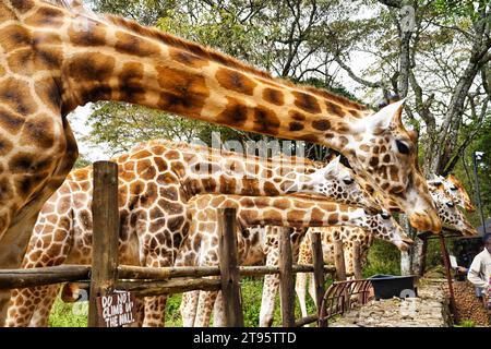 Nairobi, Kenya, 01-gennaio-2021 - le giraffe del centro di giraffe di Nairobi sono alimentate da visitatori che sperimentano le dimensioni e la maestosità delle giraffe Foto Stock