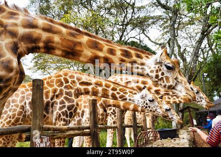 Nairobi, Kenya, 01-gennaio-2021 - le giraffe del centro di giraffe di Nairobi sono alimentate da visitatori che sperimentano le dimensioni e la maestosità delle giraffe Foto Stock