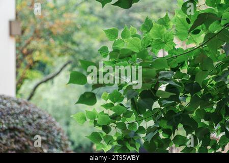 L'ambiente della città di Lushan nella nuova area di Tianfu, provincia del Sichuan, Cina Foto Stock