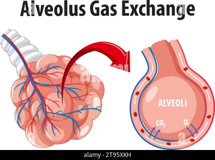 Immagine illustrata in stile cartone animato che raffigura lo scambio di gas in alveolo Illustrazione Vettoriale