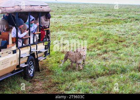 Maasai Mara, Kenya, 23-dicembre-2020 - i turisti in safari potranno incontrare da vicino i Cheetah nella riserva di caccia Maasai Mara in Kenya, Africa Foto Stock