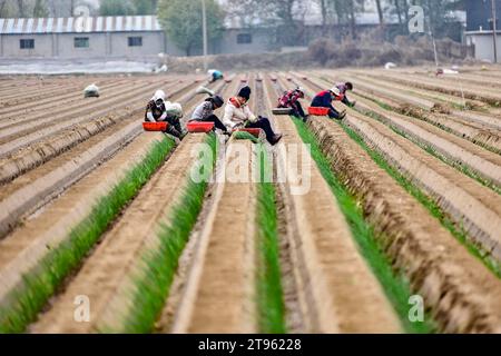 Pechino, provincia cinese di Shandong. 22 novembre 2023. Gli abitanti del villaggio piantano germogli di cipolla verde nel villaggio di Sunjia, città di Qingzhou, provincia dello Shandong della Cina orientale, 22 novembre 2023. Crediti: Wang Jilin/ Xinhua/Alamy Live News Foto Stock