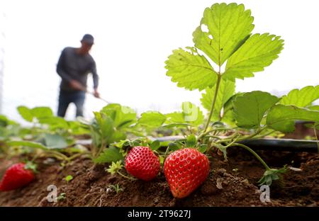 Pechino, provincia cinese di Shandong. 22 novembre 2023. Le fragole sono viste come un villaggio lavora in una serra nel villaggio Liutun di Yong'an township, Zaozhuang City, provincia dello Shandong della Cina orientale, 22 novembre 2023. Credito: Sun Zhongzhe/Xinhua/Alamy Live News Foto Stock