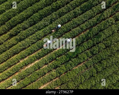 Pechino, Cina. 22 novembre 2023. Questa foto aerea scattata il 22 novembre 2023 mostra gli agricoltori che lavorano in una piantagione di tè nel villaggio di Jiandong, nella contea di Zigui della città di Yichang, nella provincia centrale di Hubei della Cina. Crediti: Wang Gang/Xinhua/Alamy Live News Foto Stock