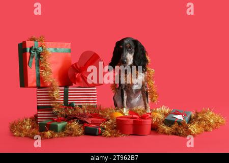 Grazioso spaniel di galletto con tinsel e regali di Natale su sfondo rosso Foto Stock