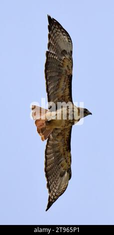 primo piano del magnifico falco dalla coda rossa che si libra contro un cielo blu in una giornata estiva a broomfield, colorado Foto Stock