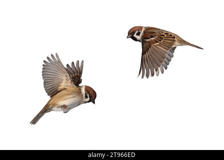 set di foto di due passeri di uccelli che volano su sfondo bianco isolato Foto Stock