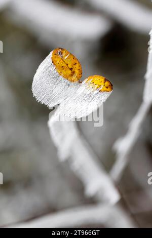 Hoarfrost, bizzarri cristalli di ghiaccio su una foglia autunnale, Laichingen, Baden-Wuerttemberg, Germania Foto Stock