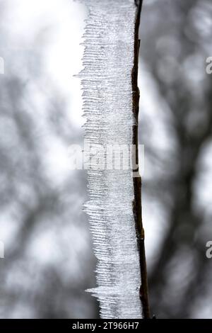 Hoarfrost, bizzarri cristalli di ghiaccio su un ramo, Laichingen, Baden-Wuerttemberg, Germania Foto Stock