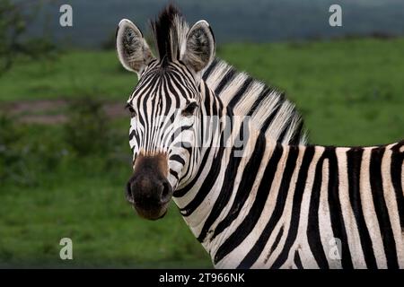 Zebra delle pianure (Equus quagga), Parco Hluhluwe-iMfolozi KwaZulu Natal, Sudafrica Foto Stock