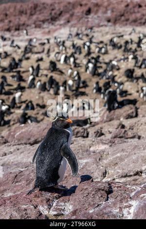 Pinguino rockhopper meridionale (Eudyptes chrysocome) di fronte alla colonia, specie in via di estinzione, riserva provinciale dell'isola di Pinguino, Puerto Deseado Foto Stock