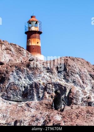 Pinguino di rockhopper meridionale (Eudyptes chrysocome), specie minacciate, Penguin Island Lighthouse, Pinguino Island Provincial Reserve, Puerto Deseado Foto Stock
