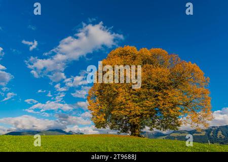 Tiglio della pace (Tilia), albero solitario, sul Wittelsbacher Hoehe, 881 m, Illertal, Allgaeu, Baviera, Germania Foto Stock