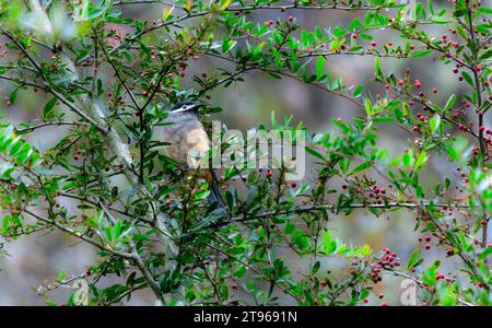 Una sibia dalle orecchie bianche sorge su un ramo di pyracantha ricoperto di bacche rosse. Heterophasia auricularis. Sun-Link-Sea Forest and Nature Resort a Taiwan. Foto Stock