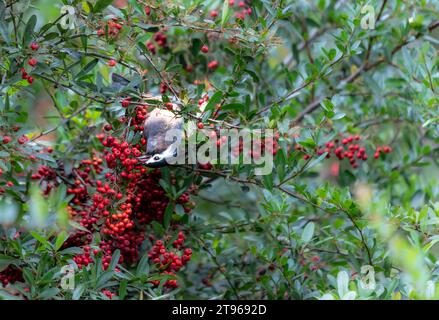 Una sibia dalle orecchie bianche sorge su un ramo di pyracantha ricoperto di bacche rosse. Heterophasia auricularis. Sun-Link-Sea Forest and Nature Resort a Taiwan. Foto Stock