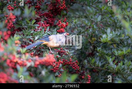 Una sibia dalle orecchie bianche sorge su un ramo di pyracantha ricoperto di bacche rosse. Heterophasia auricularis. Sun-Link-Sea Forest and Nature Resort a Taiwan. Foto Stock