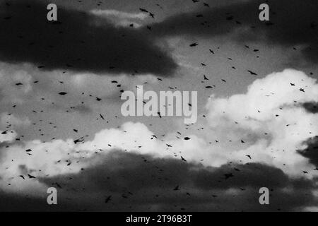 Italia, Firenze, gregge di starlings Foto Stock