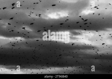 Italia, Firenze, gregge di starlings Foto Stock