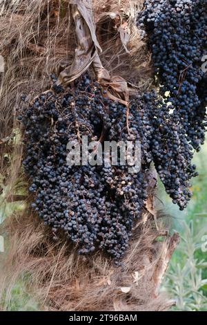 Trachycarpus fortunei, palma cinese del mulino a vento, palma del mulino a vento, palma Chusan, frutta blu-nera all'inizio dell'estate Foto Stock