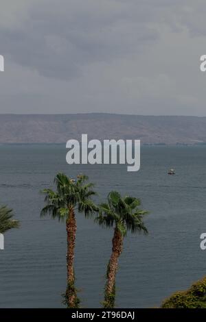 Palme nel Mare di Galilie. linea costiera blu e verde in estate. Foto Stock