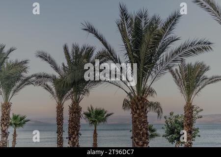 Palme nel Mare di Galilie. linea costiera blu e verde in estate. Foto Stock